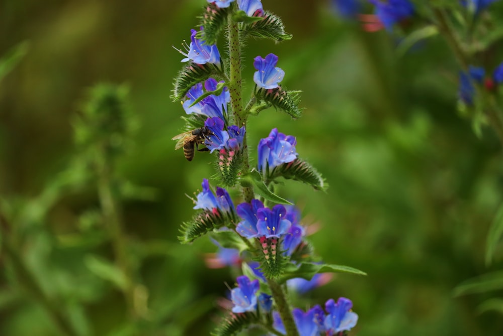 a close up of a blue flower with a bee on it