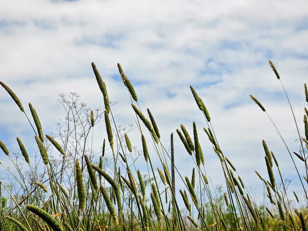 a bunch of tall grass blowing in the wind