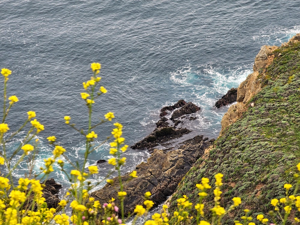 a bird sitting on a rock near the ocean