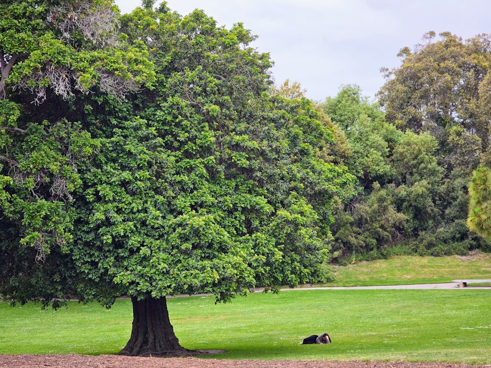 uma grande árvore no meio de um parque