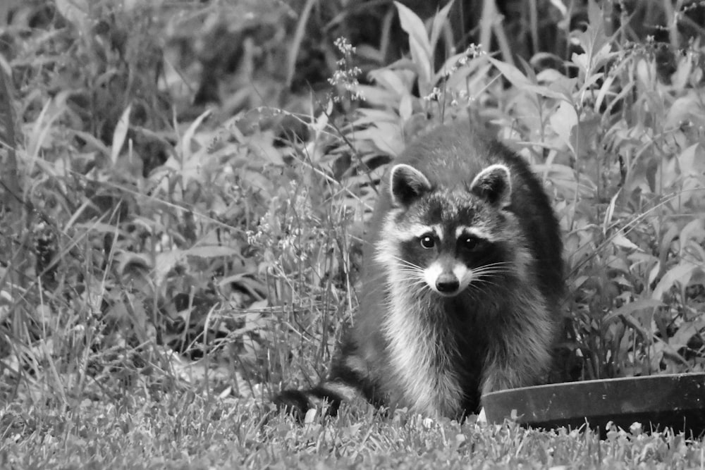 a raccoon is standing in the grass next to a shovel