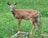 A young deer with white spots on its back stands alert in a lush green grassy area. The deer is standing next to a wooden planter box with some plants.