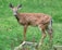 A young deer with white spots on its back stands alert in a lush green grassy area. The deer is standing next to a wooden planter box with some plants.