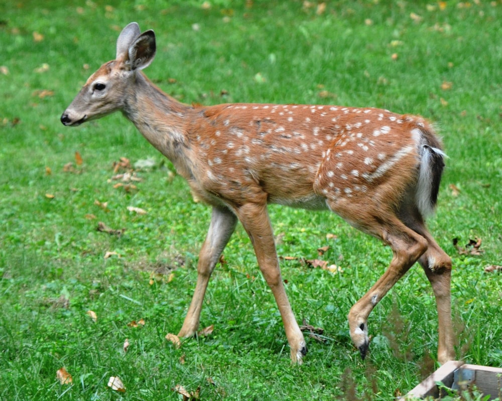 a young deer walking across a lush green field