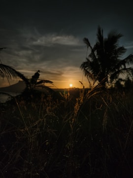 Sunset over the Palm Crest farm land casting warm golden light on the palms.