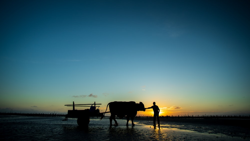 a man standing next to a cow on top of a beach