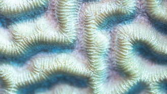 Close-up view of brain coral with intricate patterns resembling a labyrinth, showing detailed ridges and grooves in light green tones.