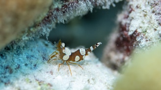 A small, spotted shrimp with orange and white markings is nestled among coral and marine growth, surrounded by a sandy and rocky underwater environment.