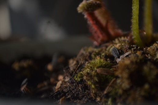A close-up of an earthy surface dominated by moss, soil, and a blurred plant in the background. The textures create a moist, natural environment.