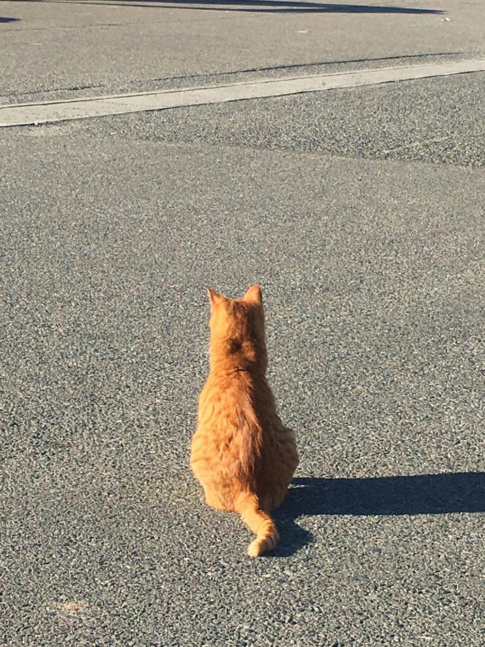 an orange cat sitting in the middle of a street