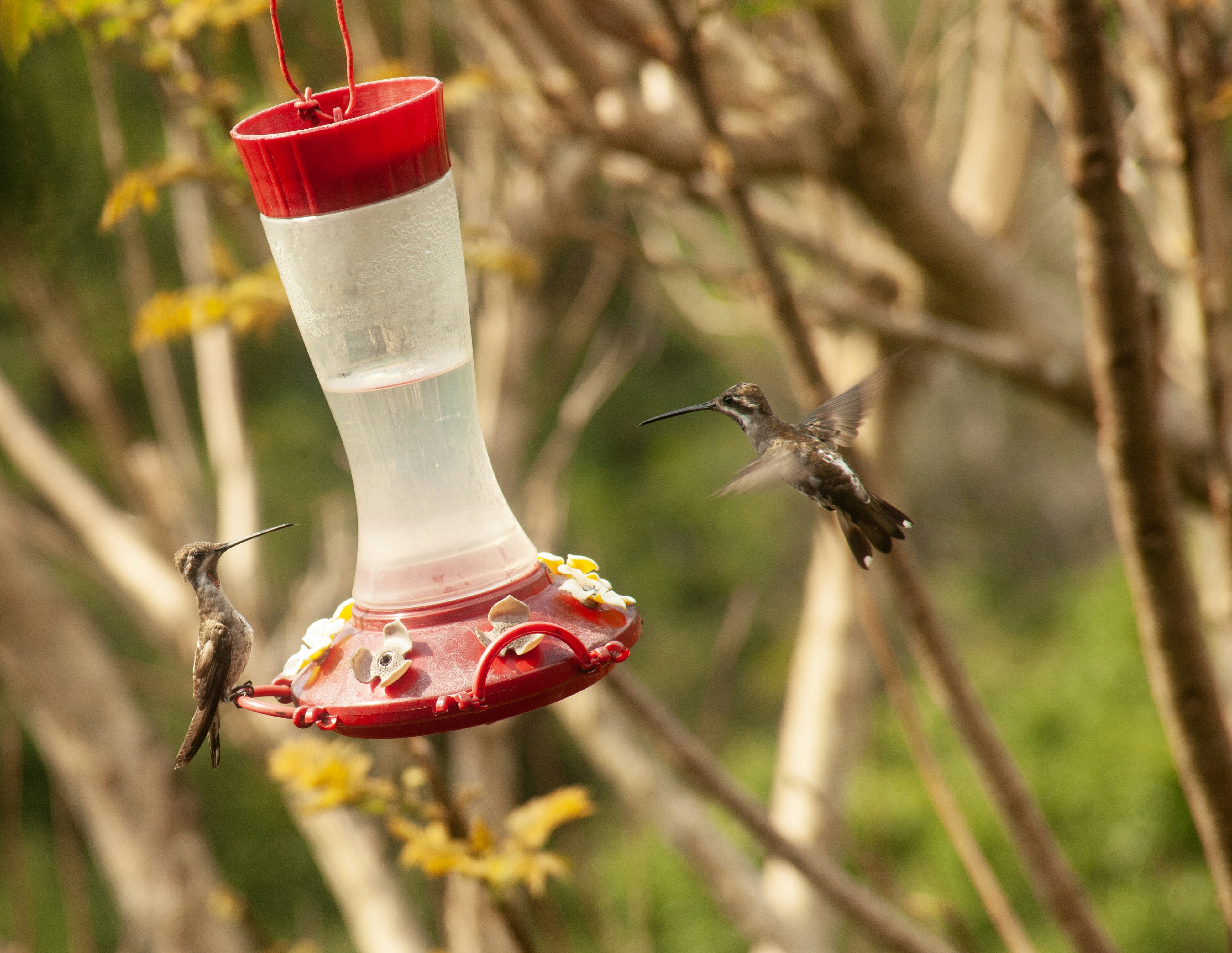 Two hummingbirds are flying near a bird feeder photo – Free Bird Image ...