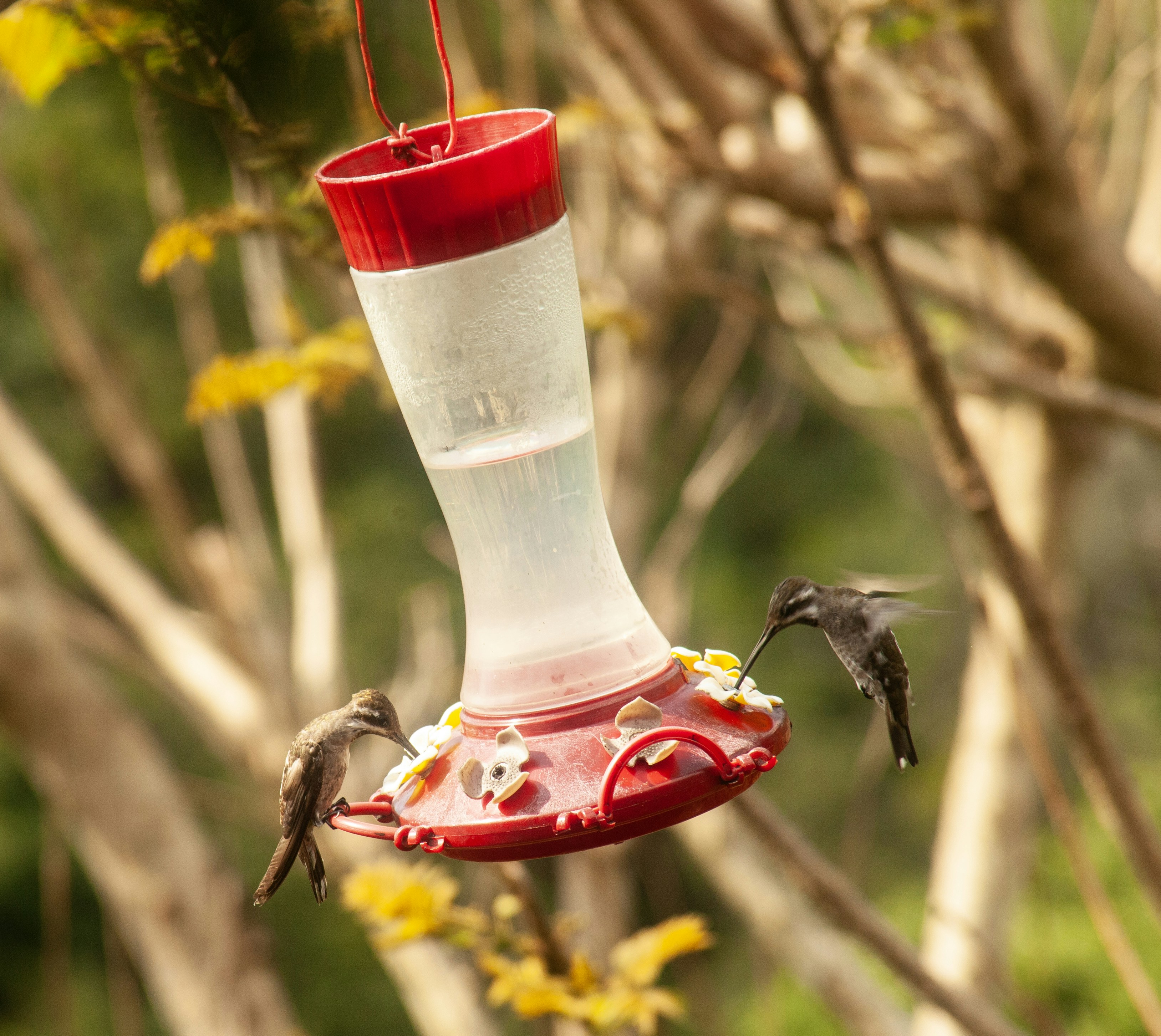 Image of a hummingbird feeder strategically placed away from trees