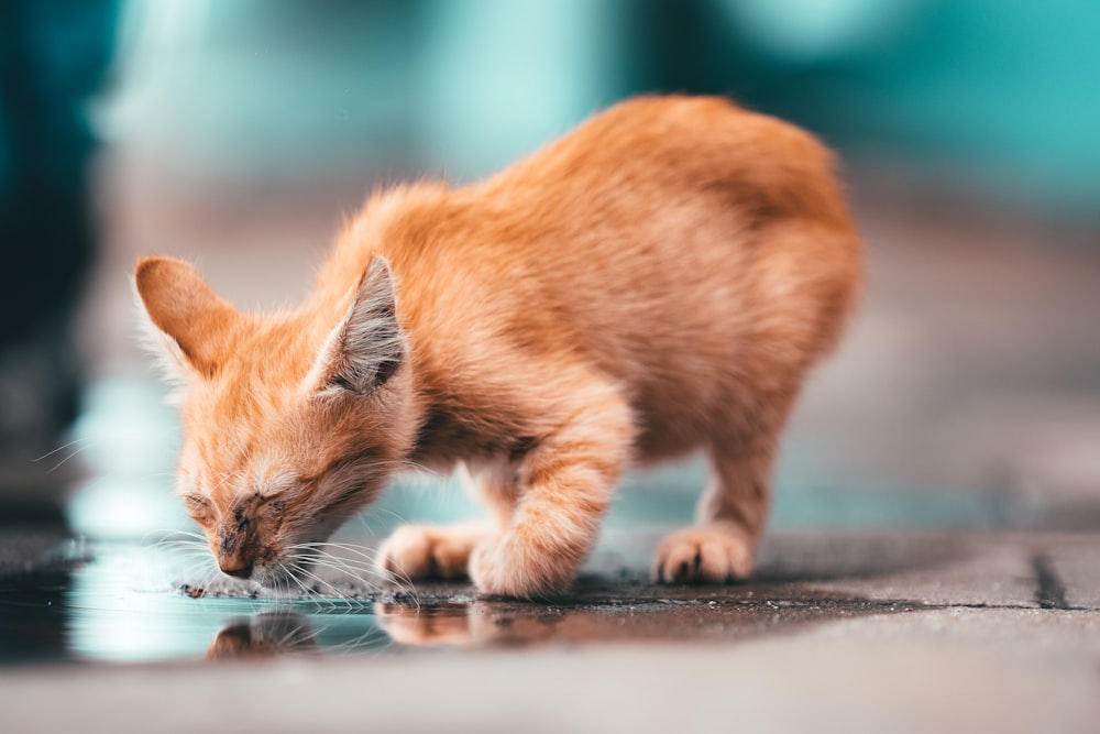 a small orange kitten drinking water from a puddle