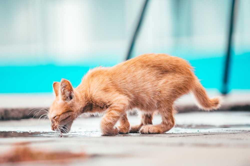 an orange kitten drinking water from a puddle