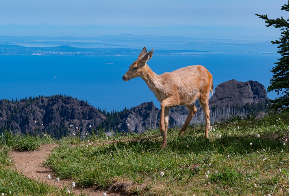 a goat standing on top of a grass covered hillside