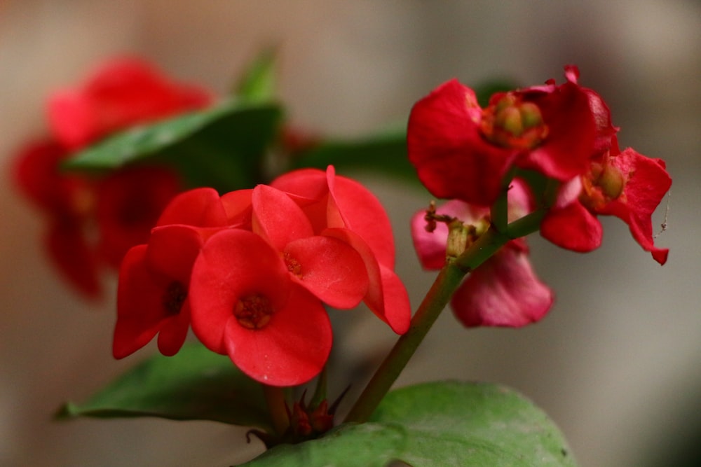 a close up of a red flower with green leaves