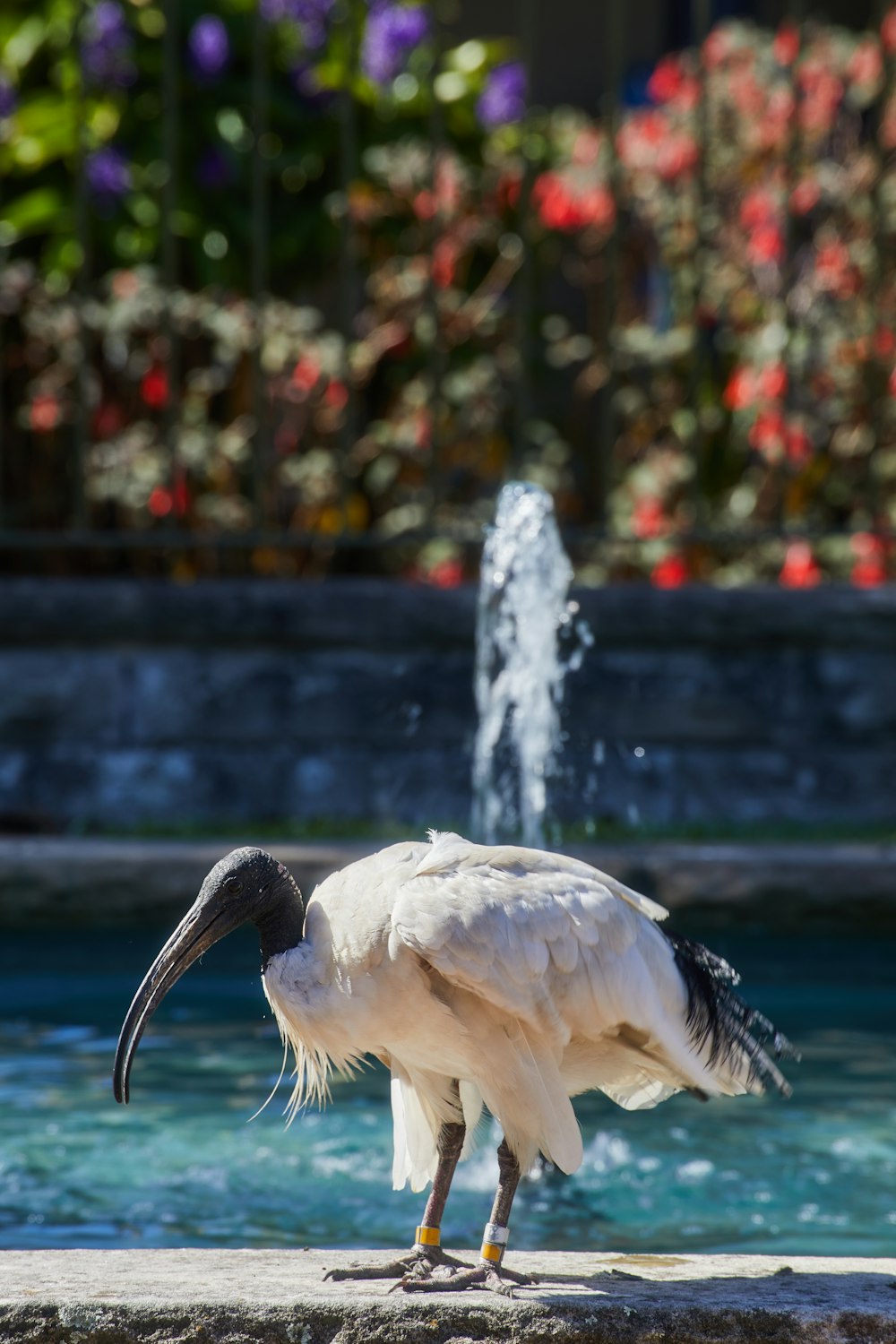 a large white bird standing on a rock near a fountain