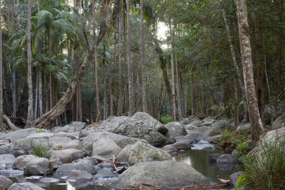 a stream running through a forest filled with lots of rocks