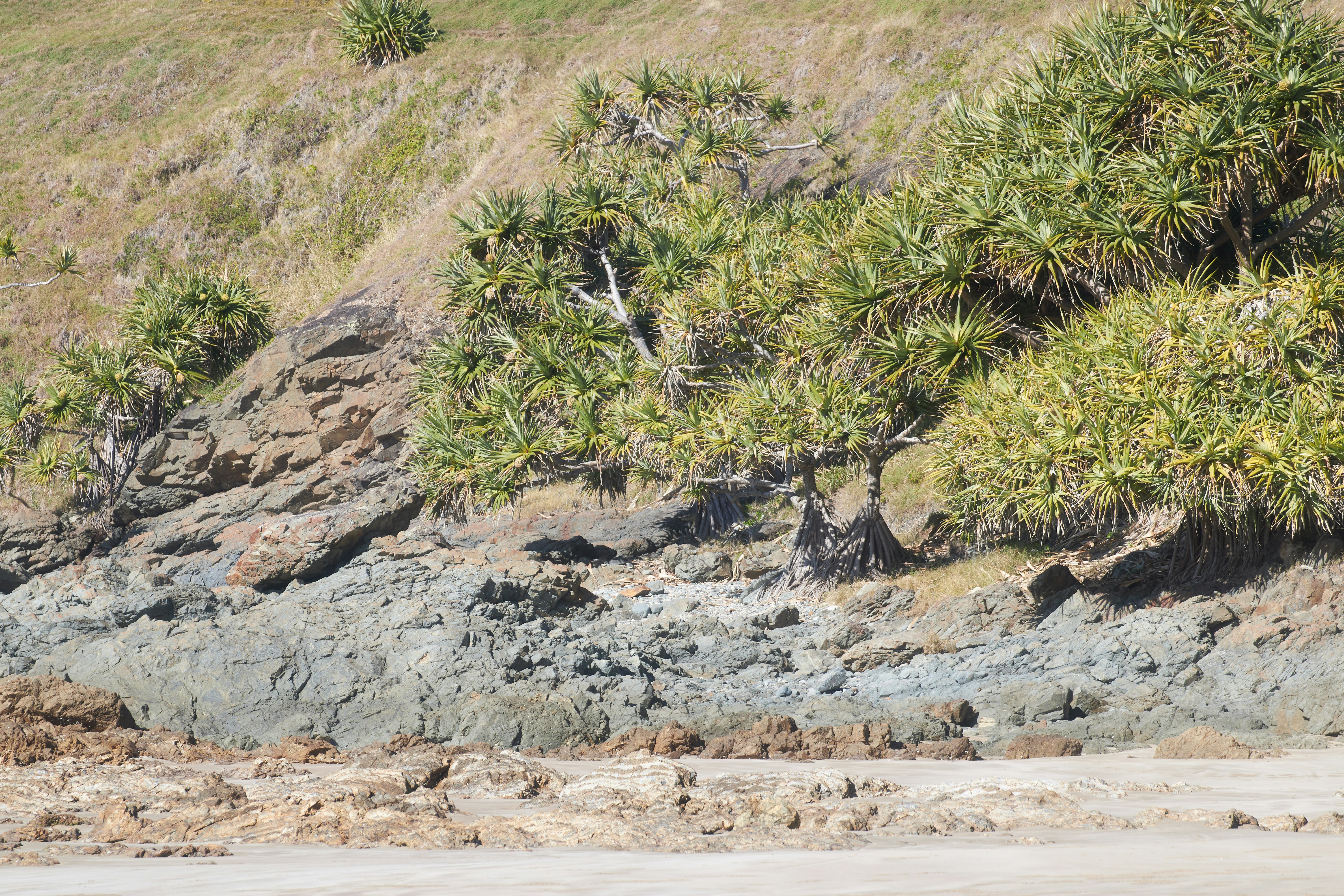 un groupe d’arbres poussant sur le flanc d’une colline