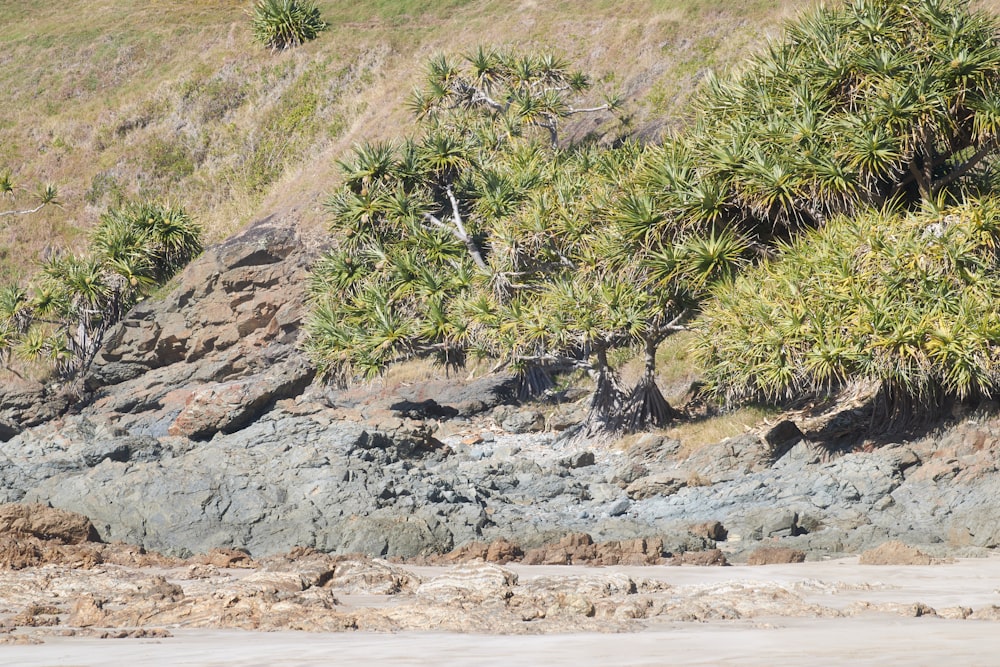 a group of trees growing on the side of a hill