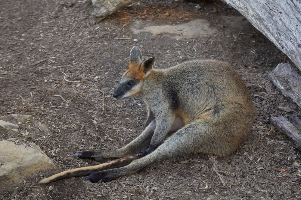 a kangaroo laying on the ground next to a tree