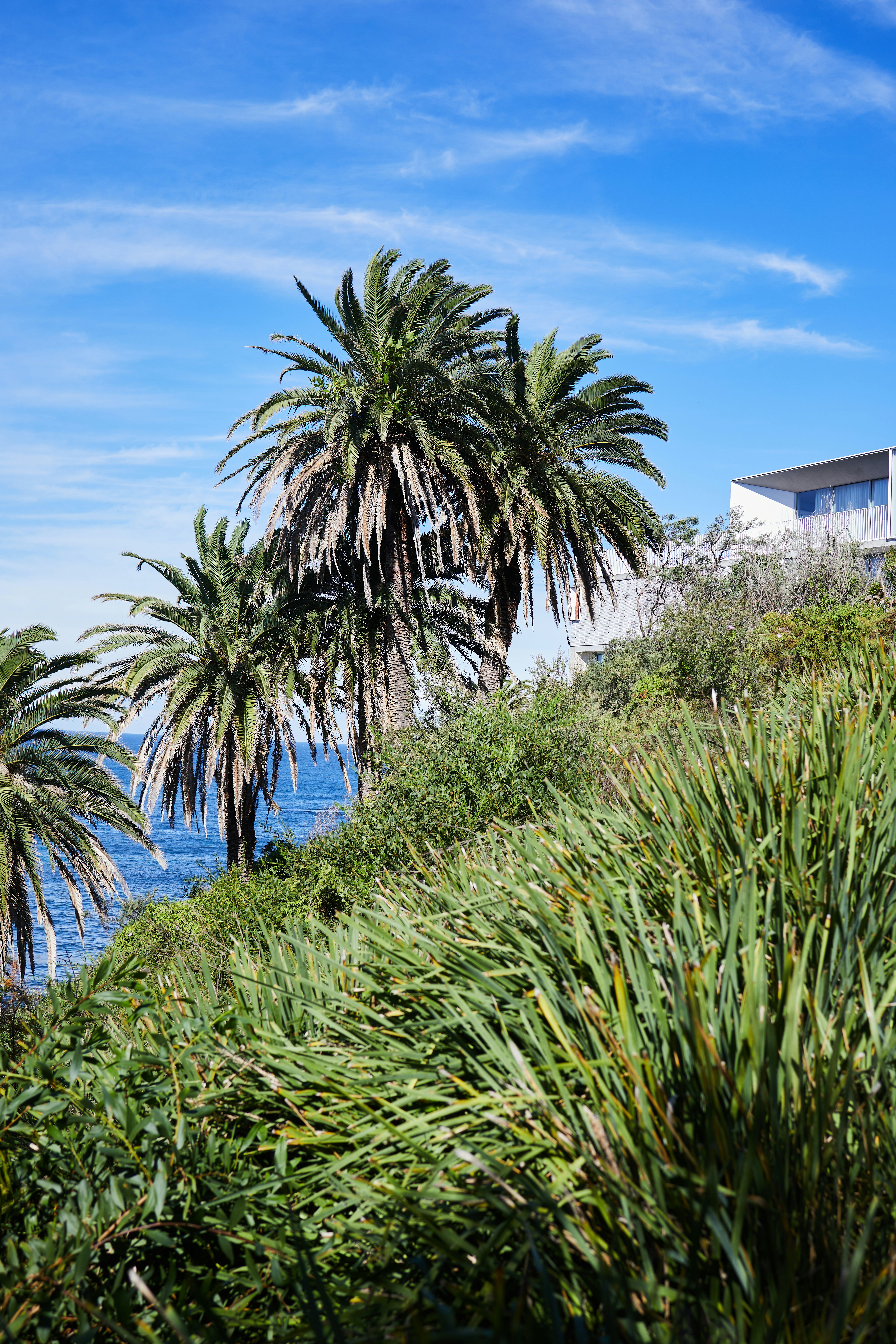 Un couple de palmiers assis au sommet d’une colline verdoyante