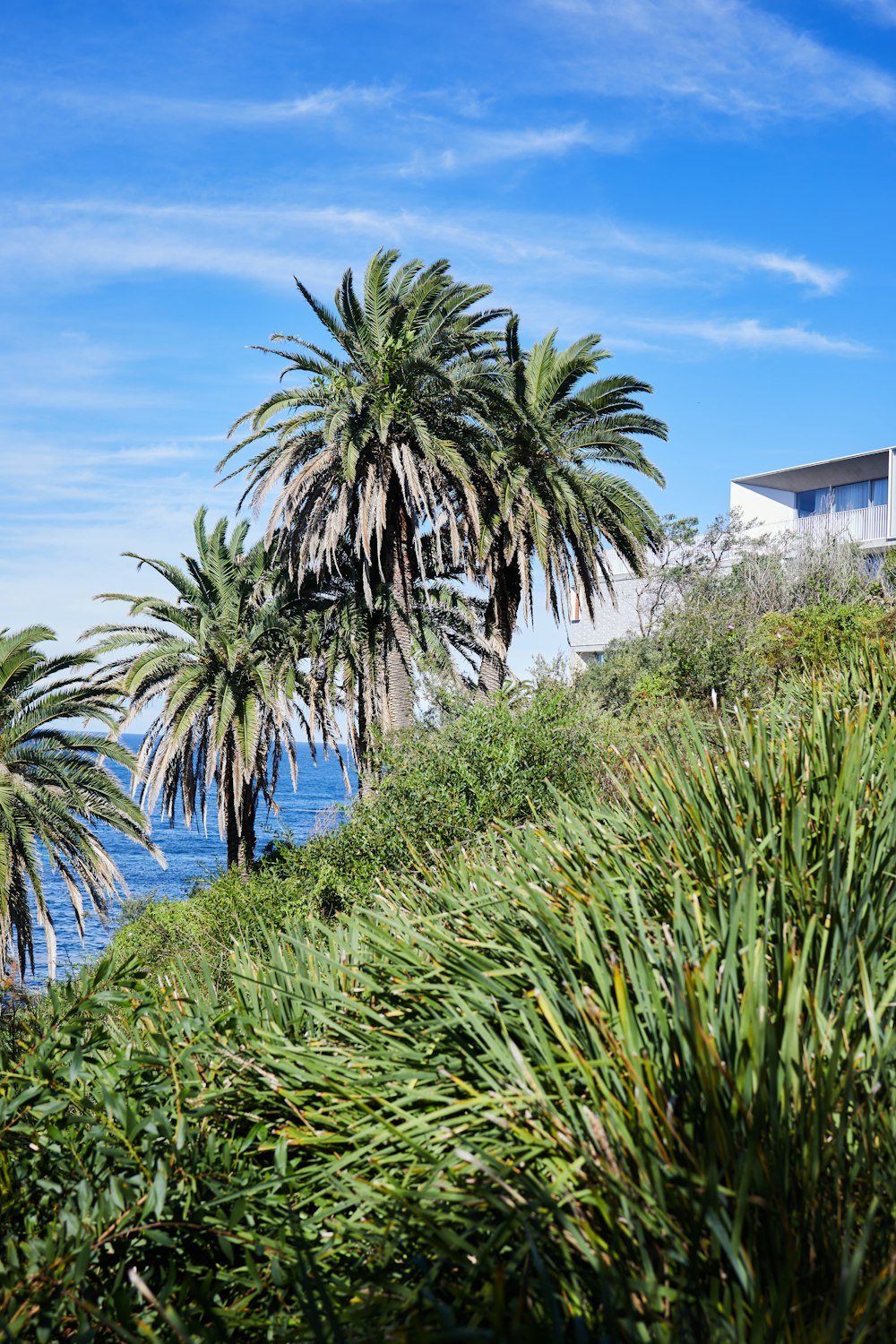 a couple of palm trees sitting on top of a lush green hillside