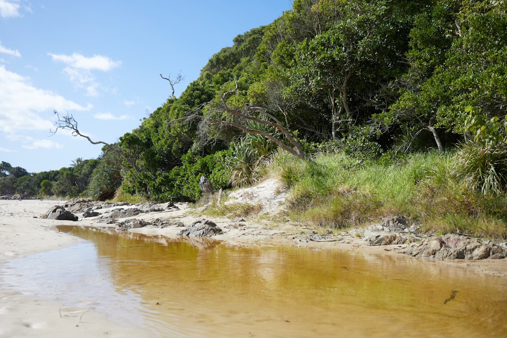 a sandy beach next to a forest filled with trees