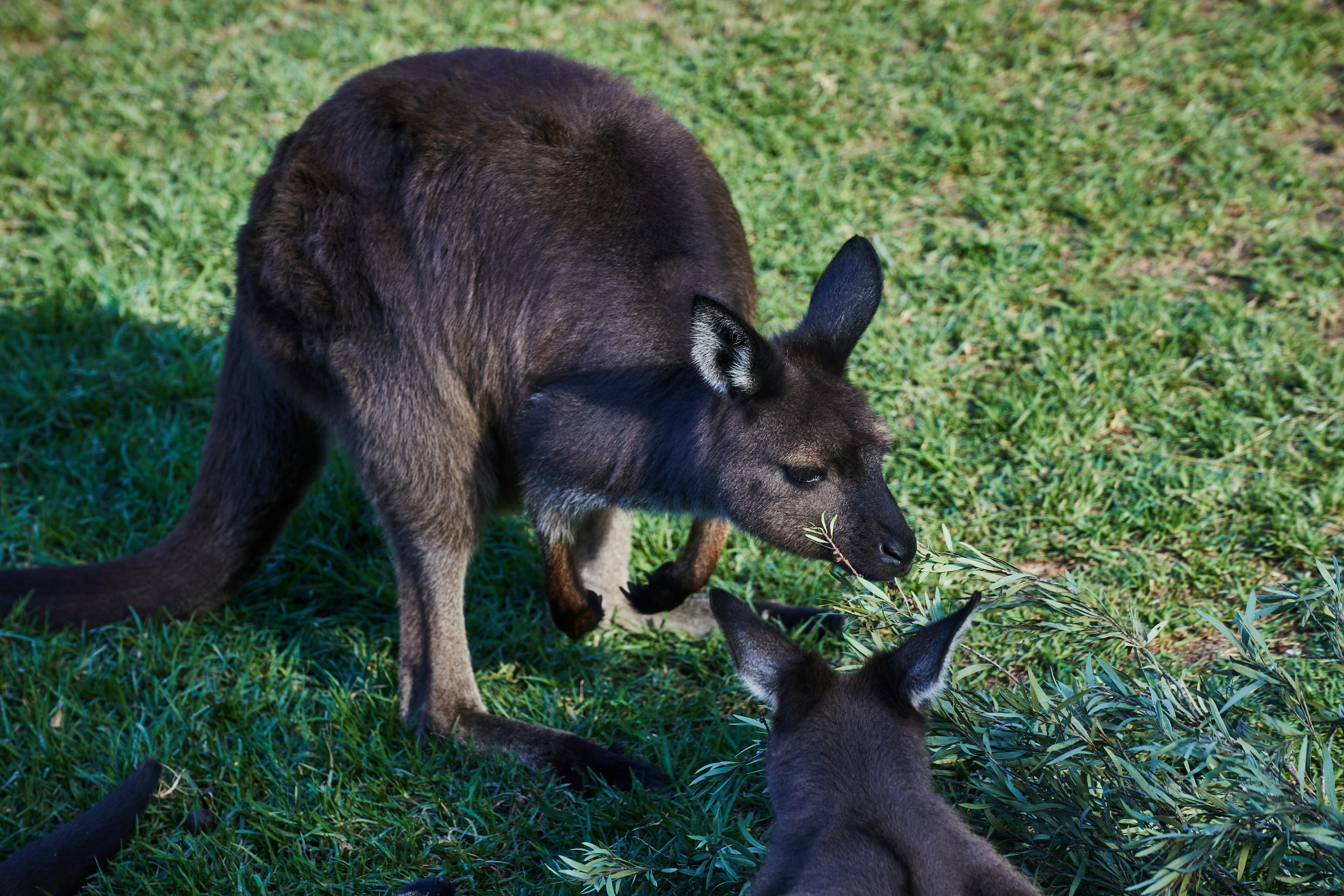 Un kangourou et son bébé jouent dans l’herbe
