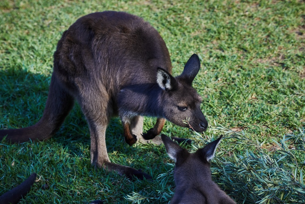 a kangaroo and her baby are playing in the grass