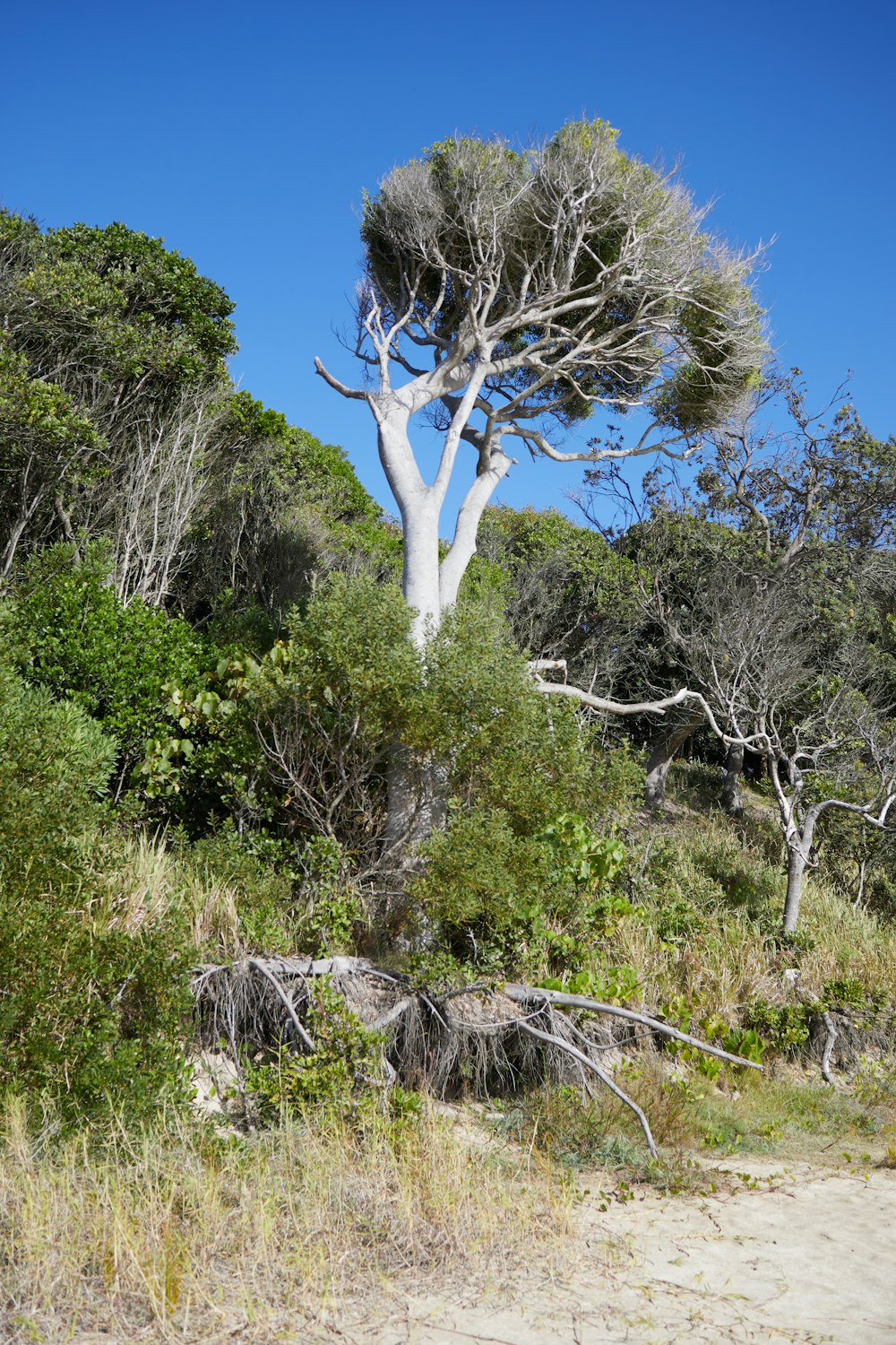 a very tall tree sitting in the middle of a forest