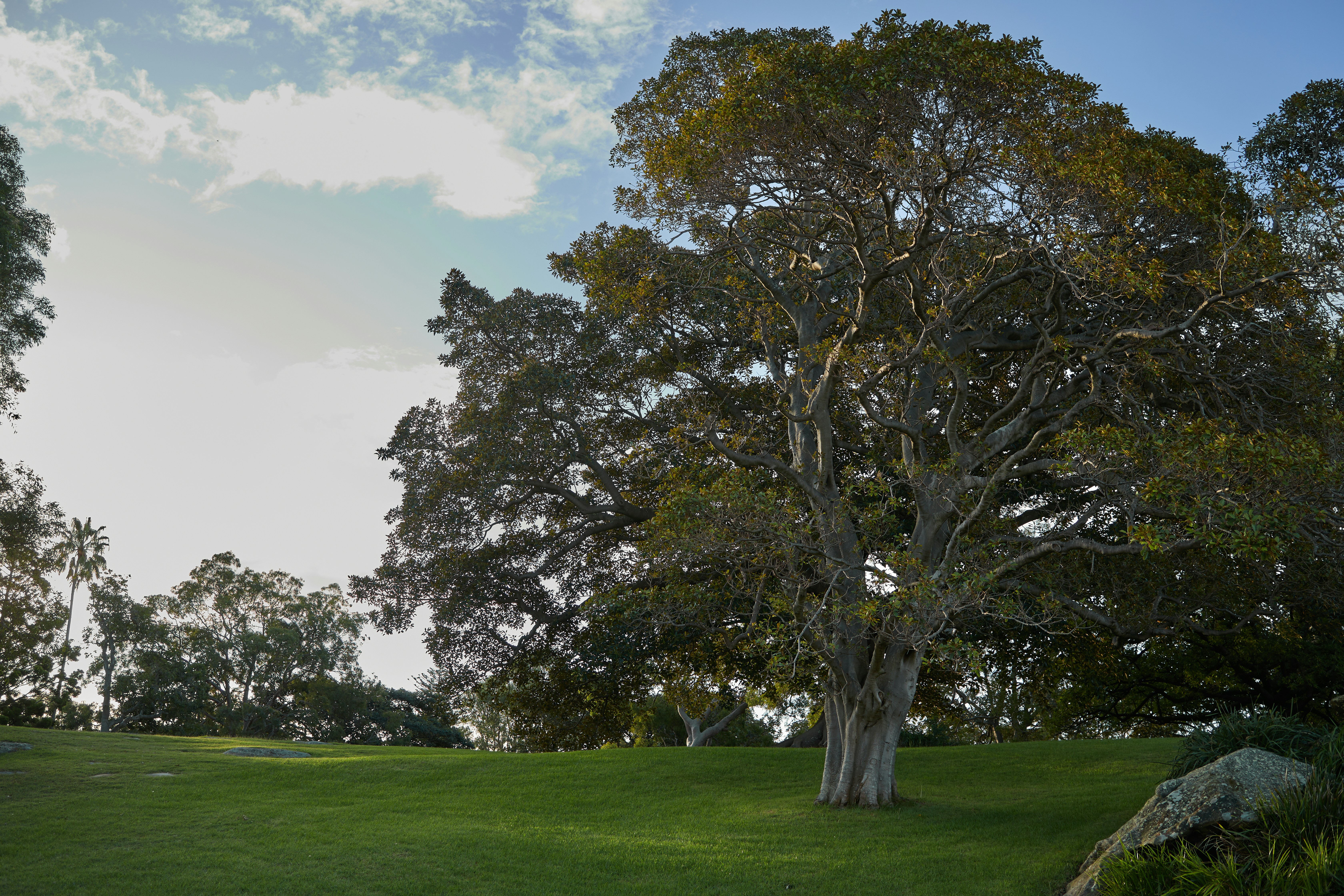un grand arbre assis au sommet d’un champ verdoyant
