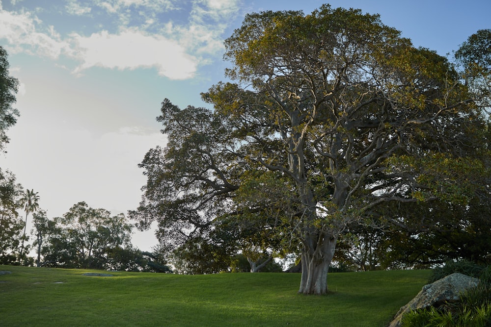 a large tree sitting on top of a lush green field