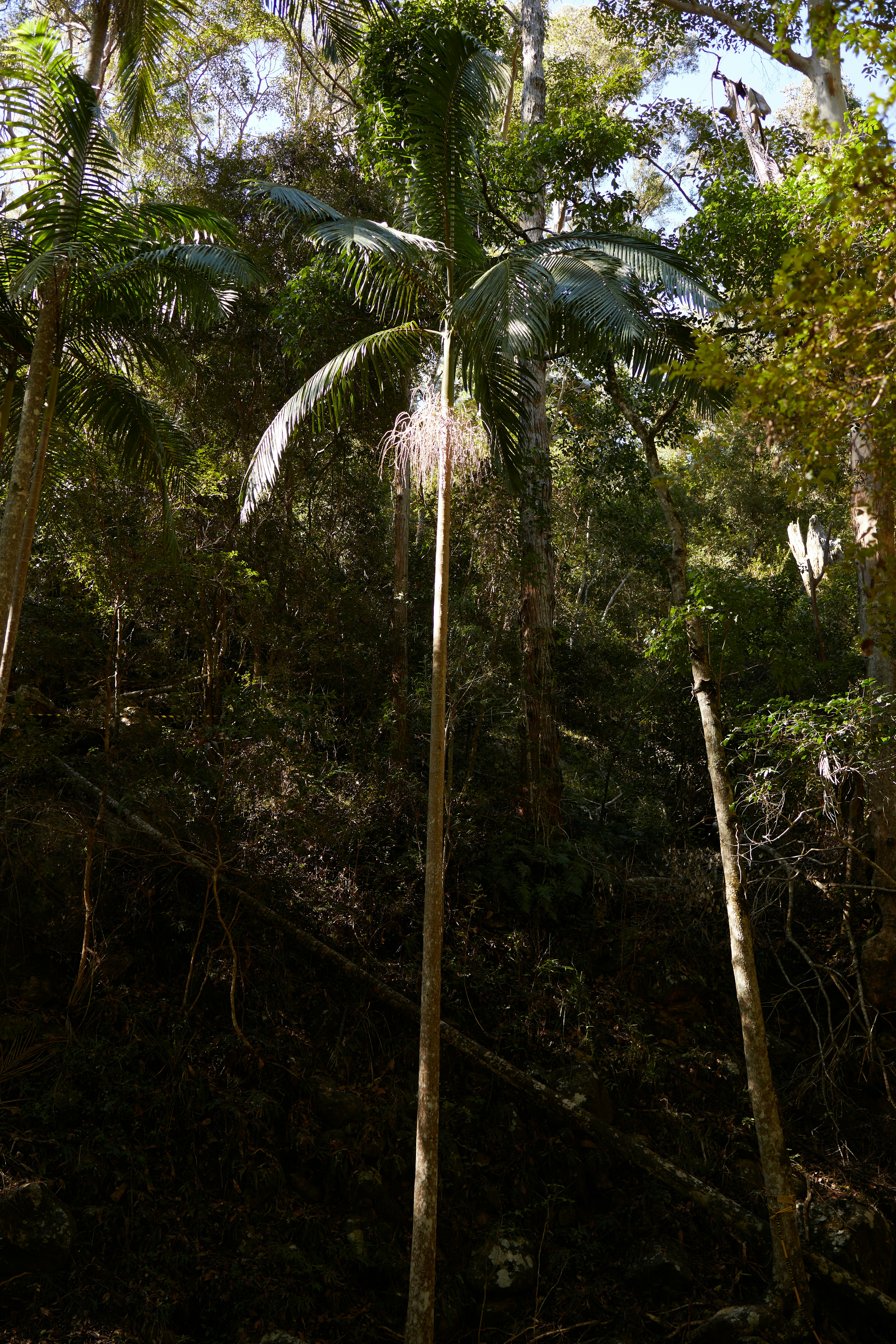 un groupe d’arbres au milieu d’une forêt