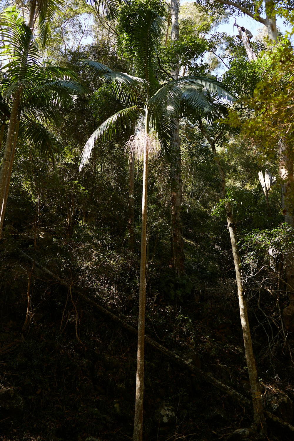 a group of trees in the middle of a forest