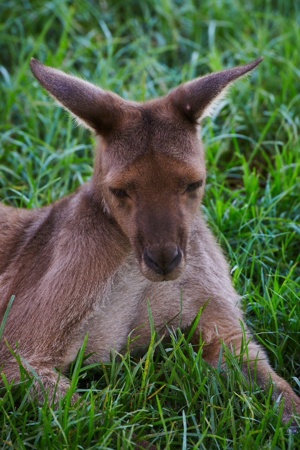 a small brown kangaroo laying in the grass