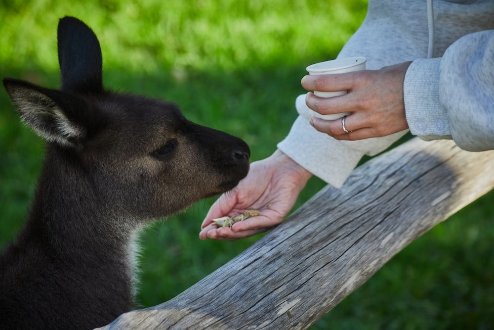 a person feeding a small goat food from a person's hand