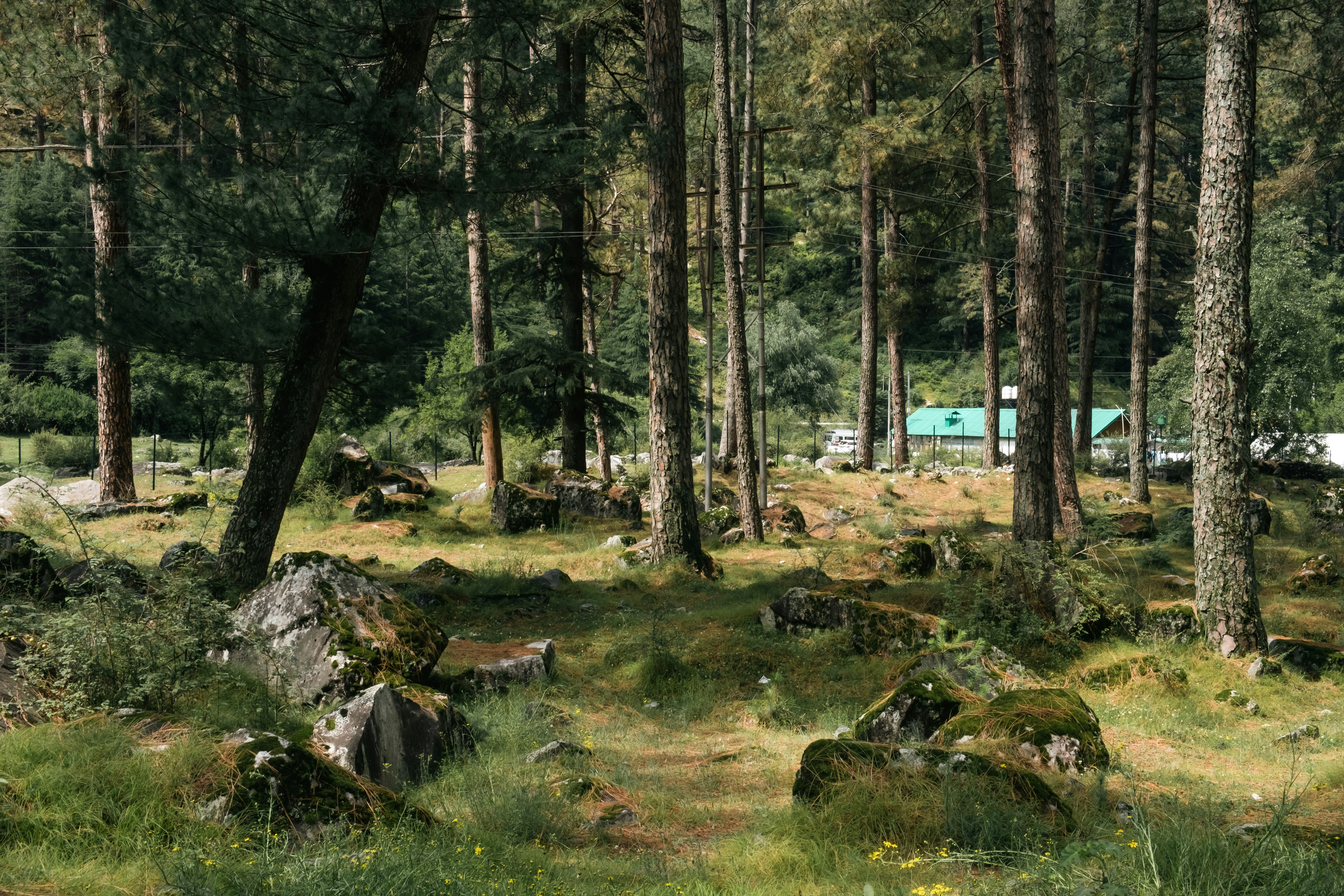 a group of rocks and trees in a forest