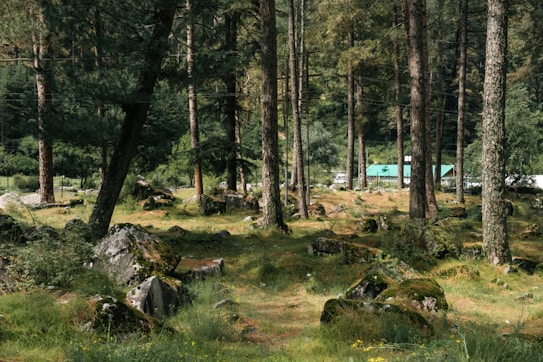 A serene woodland area with tall pine trees scattered across a lush green forest. Soft sunlight filters through the canopy, casting dappled light on the moss-covered rocks and grassy ground. In the background, a small building with a green roof is partly visible amongst the trees.