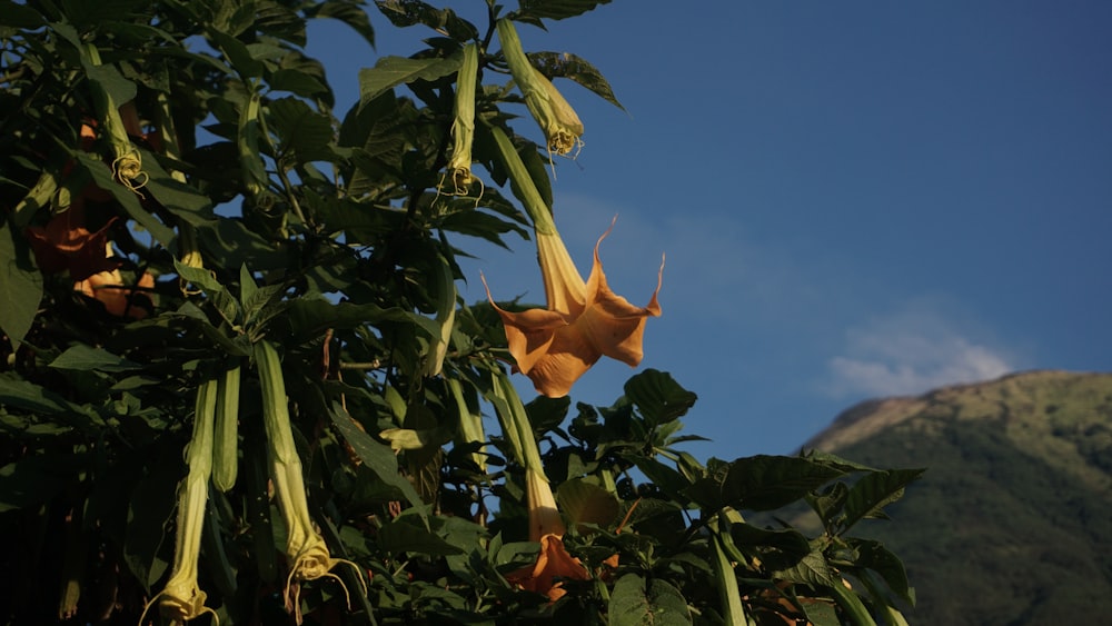 a flower that is growing on a tree