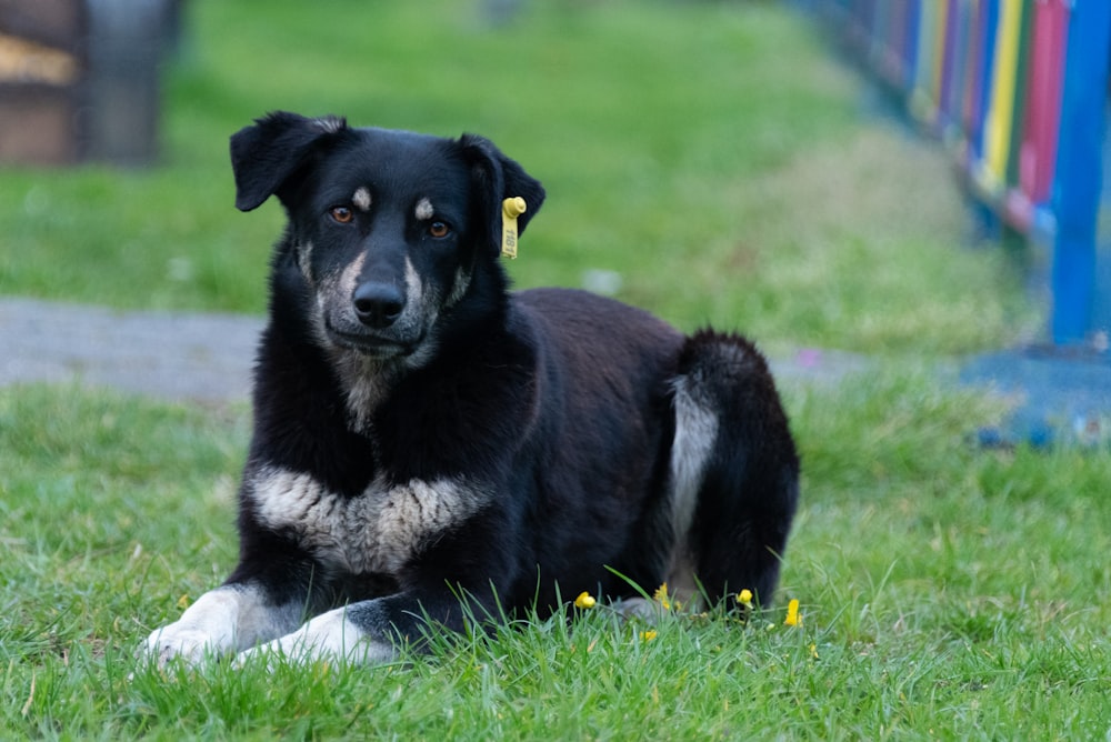 a black and white dog laying in the grass