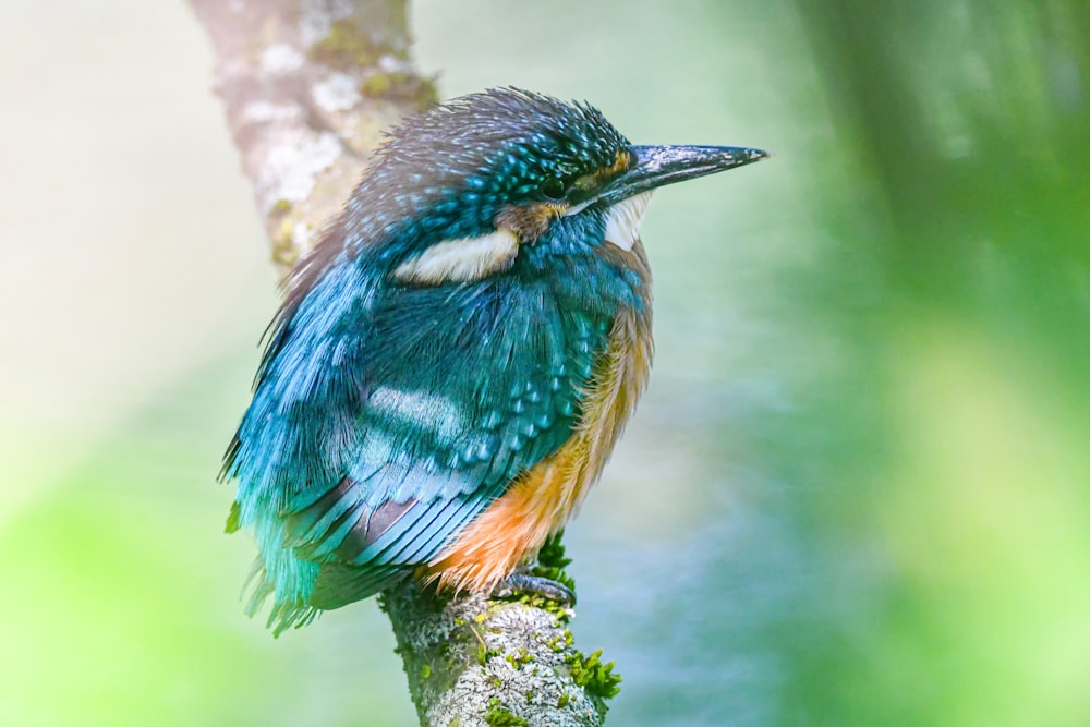 a colorful bird sitting on top of a tree branch