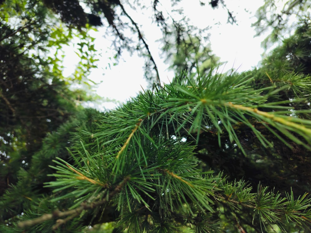 a close up of a pine tree branch