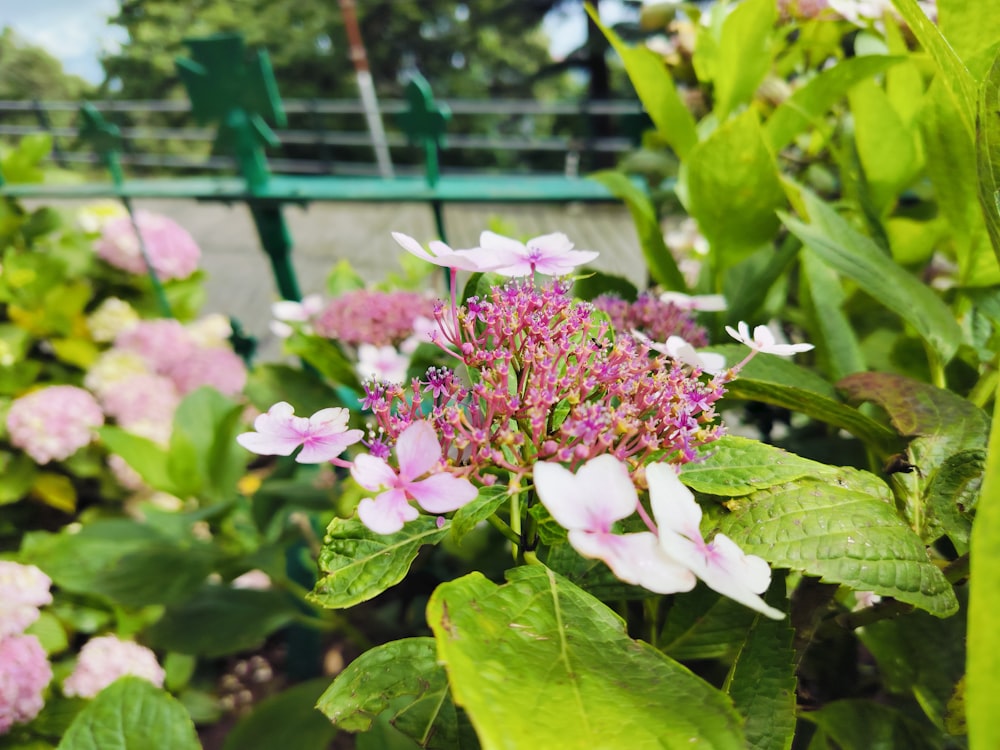 a bunch of flowers that are in the grass