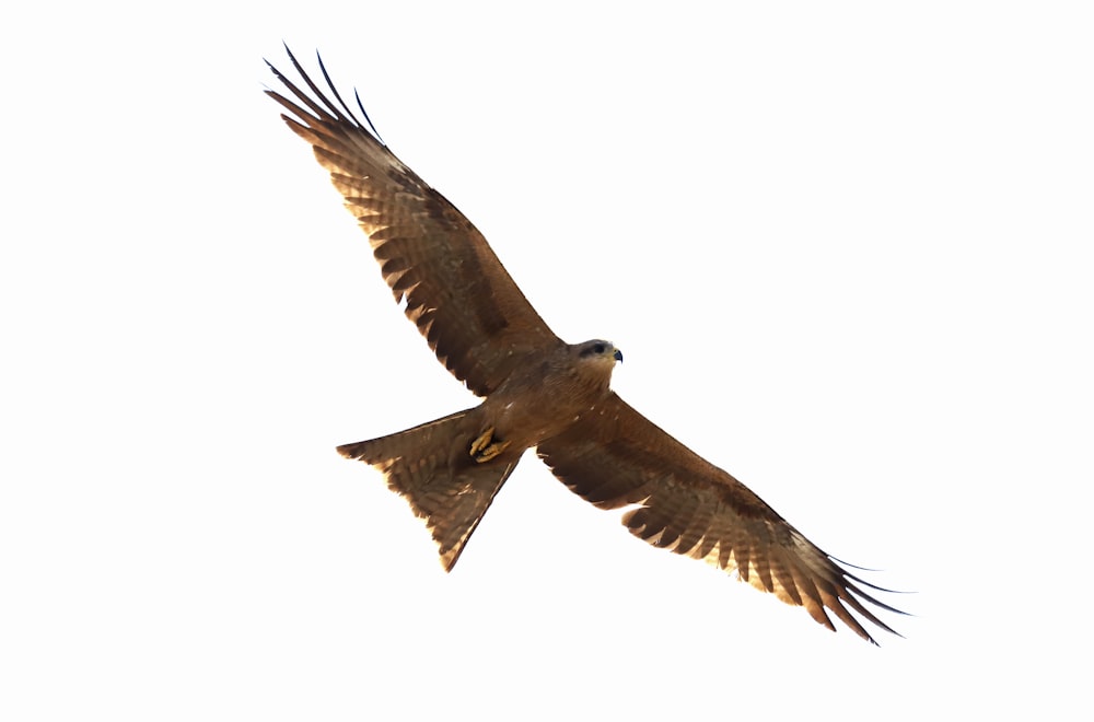 a large bird flying through a white sky