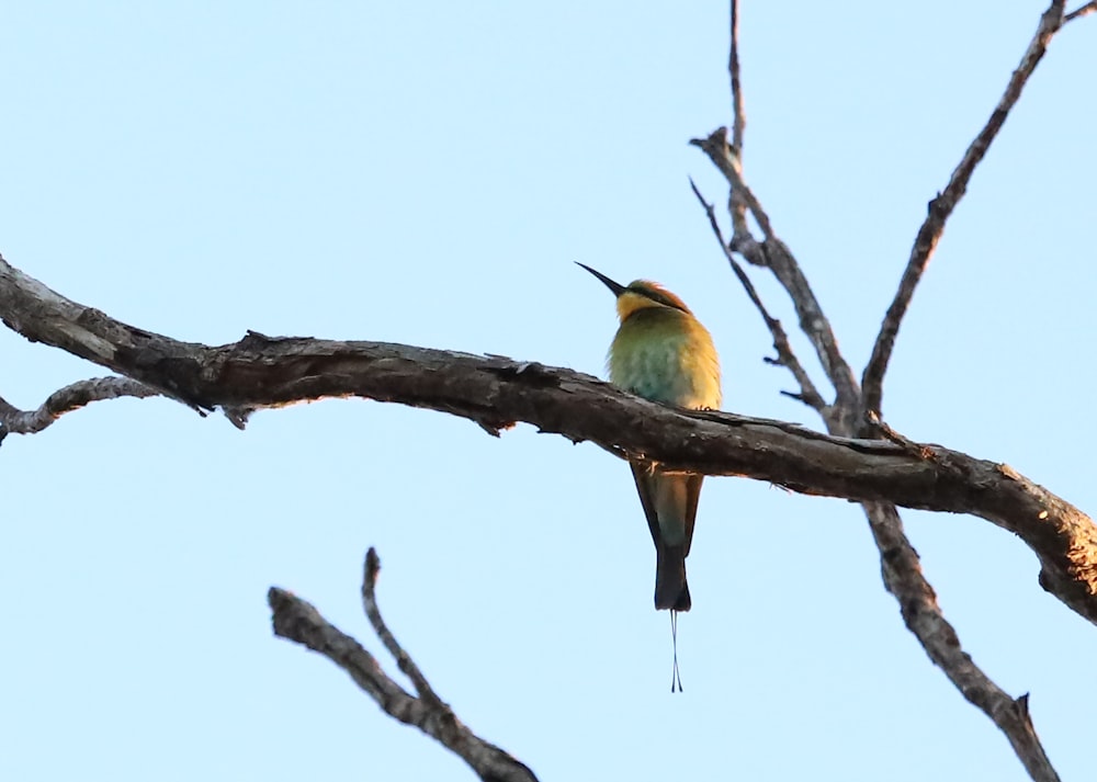 a bird sitting on a branch of a tree