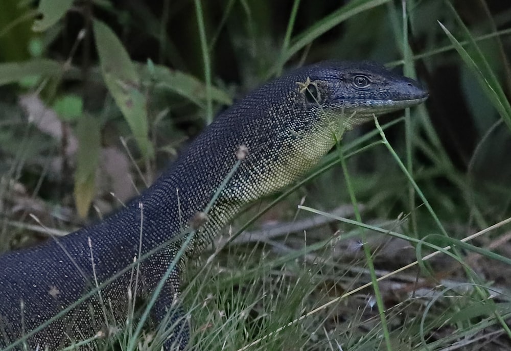 a close up of a lizard in the grass