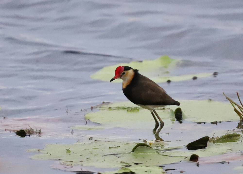 a bird with a red head is standing in the water