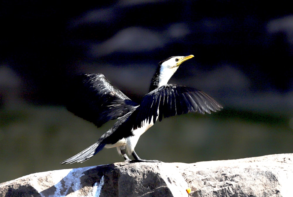 a black and white bird is standing on a rock