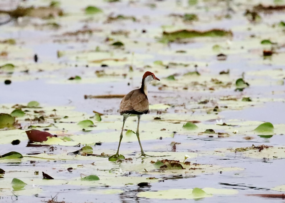 a bird standing in the middle of a swamp